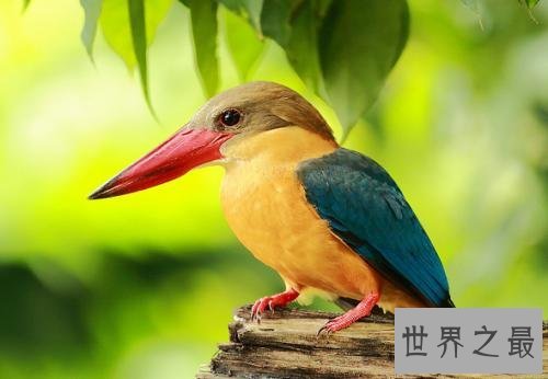 世界上最美的鸟，孔雀只排第二