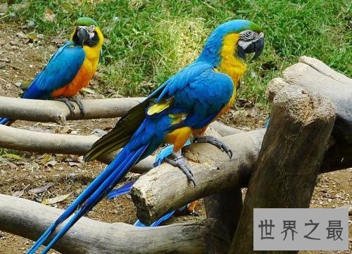 世界上最美的鸟，孔雀只排第二