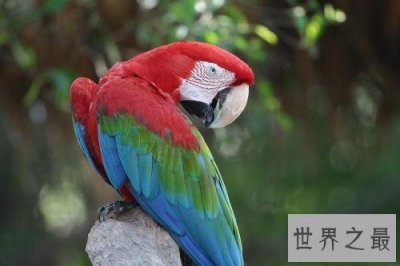 ​世界上最美的鸟，孔雀只排第二