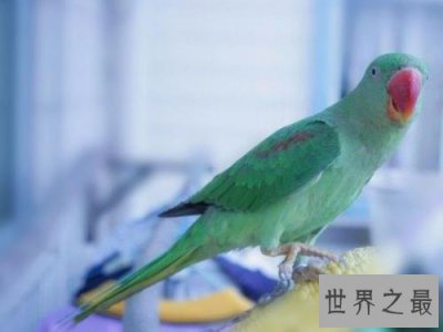 ​世界上最聪明的鹦鹉，非洲鹦鹉Alex会数数情商高