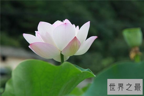 世界上最美丽的10种花，玫瑰花位列第一！