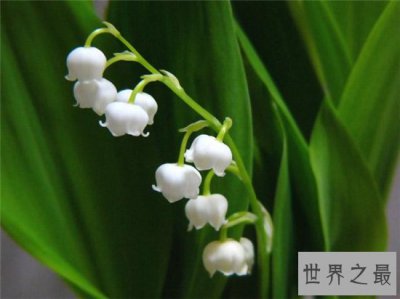​世界上最美丽的10种花，玫瑰花位列第一！