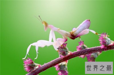 ​世界上最美的螳螂，兰花螳螂最会伪装的致命美丽！