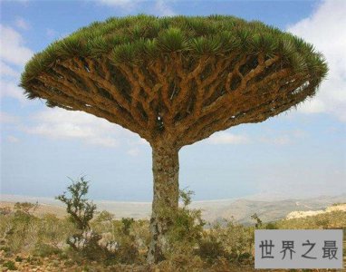 ​世界上最罕见的树，只在中国才能见到