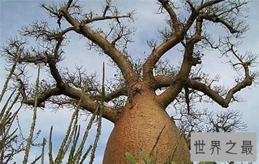 世界上最罕见的树，只在中国才能见到