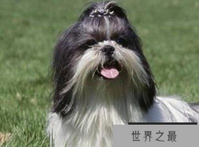 ​世界上最笨的狗排名