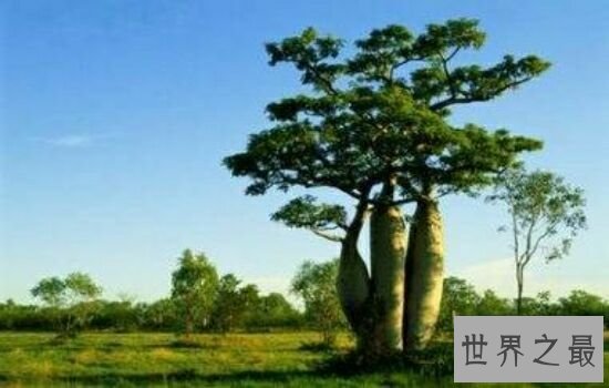 世界上最粗的树，让你对它大开眼界。