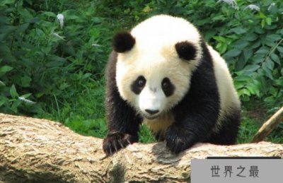 ​世界上最萌的动物排名，全球漂亮可爱的动物