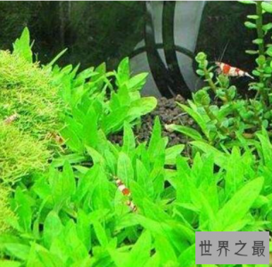 ​世界上最矮的树，矮柳身高只有5厘米比杂草还小。