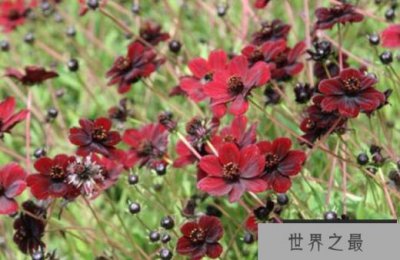 ​世界上最美的花TOP10 玫瑰花位居榜首