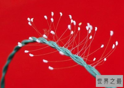 ​世界上最神秘的花，优昙婆罗花