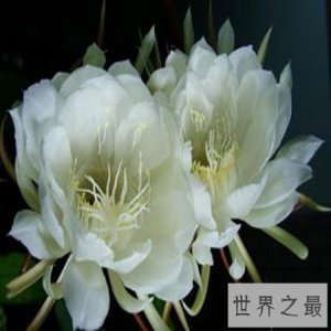 ​世界上最美的花图片，你见过几张？