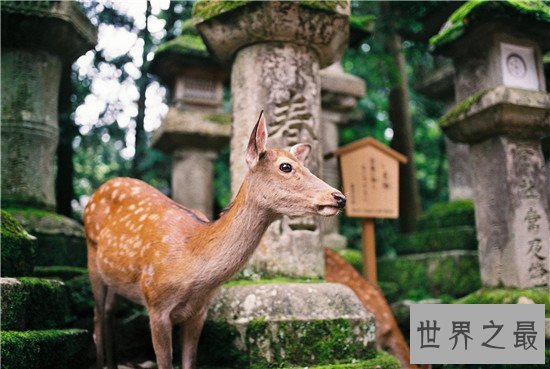 全球十大赏秋胜地，黄山的秋之美看了才知道