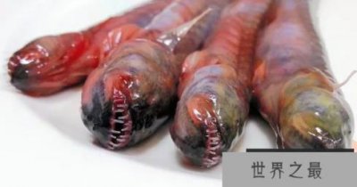 ​世界上最恶心的鱼是什么鱼