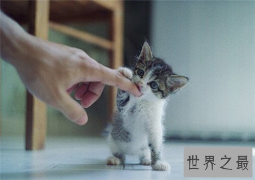 世界上最可爱的十种猫品种，让你瞬间变猫奴