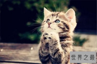 ​世界上最可爱的十种猫品种，让你瞬间变猫奴