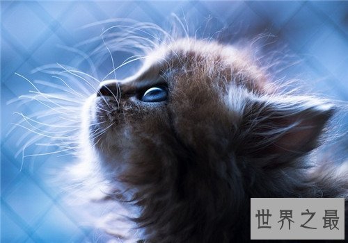世界上最可爱的十种猫品种，让你瞬间变猫奴