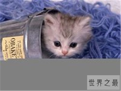 世界上最可爱的十种猫品种，让你瞬间变猫奴