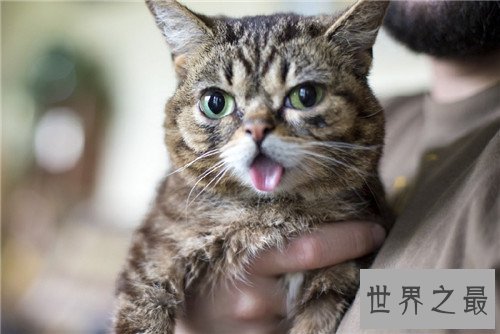 世界上最可爱的十种猫品种，让你瞬间变猫奴