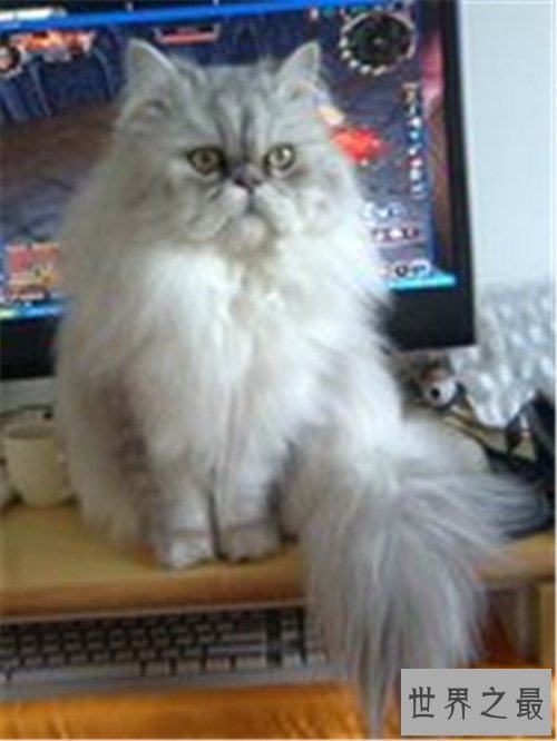 世界上最可爱的十种猫品种，让你瞬间变猫奴