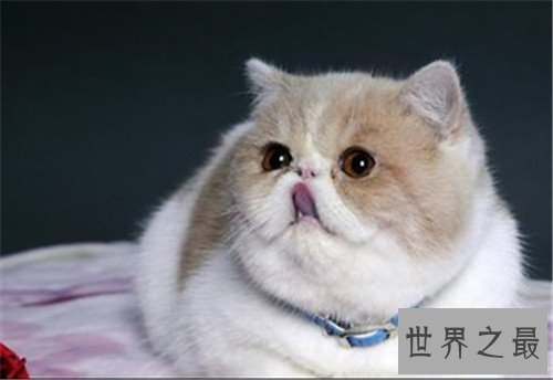 世界上最可爱的十种猫品种，让你瞬间变猫奴