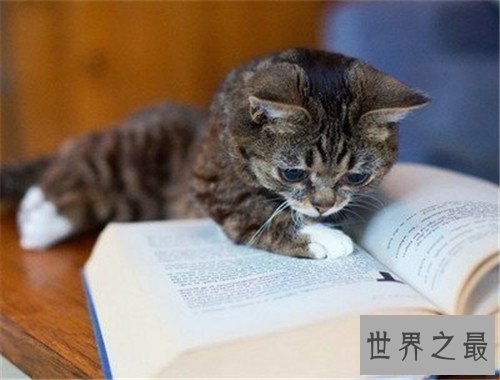 世界上最可爱的十种猫品种，让你瞬间变猫奴