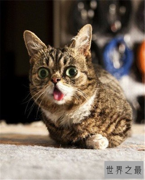 世界上最可爱的十种猫品种，让你瞬间变猫奴