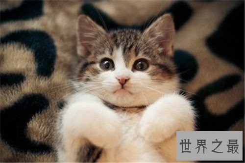世界上最可爱的十种猫品种，让你瞬间变猫奴