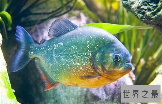地球十大恐怖生物，每一种都能让一个成年人轻松丧命！