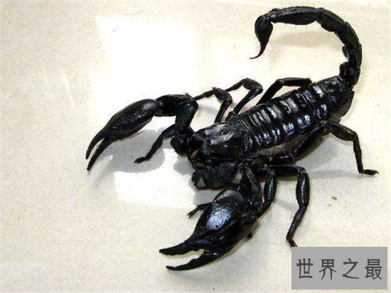 地球十大恐怖生物，每一种都能让一个成年人轻松丧命！