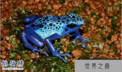 ​世界十大最毒的动物排行榜 毒性最强的动物盘点
