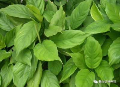 ​万年青绿植怎么养？方法在这里！