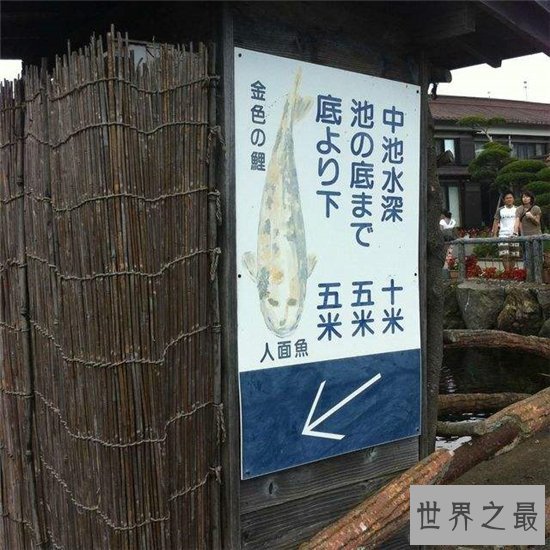 人面鱼长相奇特寿命很短，因为杂交而形成了这种鱼