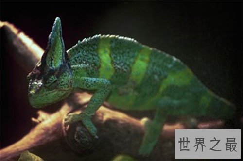世界十大最恐怖的昆虫，被它咬一口足以致命