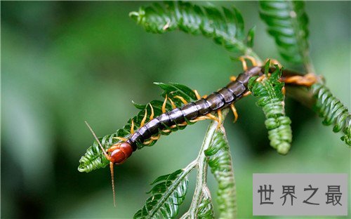 世界十大最恐怖的昆虫，被它咬一口足以致命