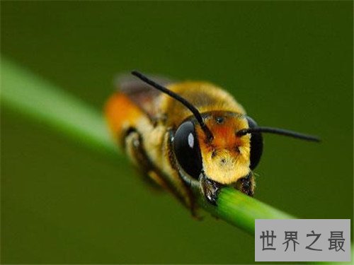 世界十大最恐怖的昆虫，被它咬一口足以致命