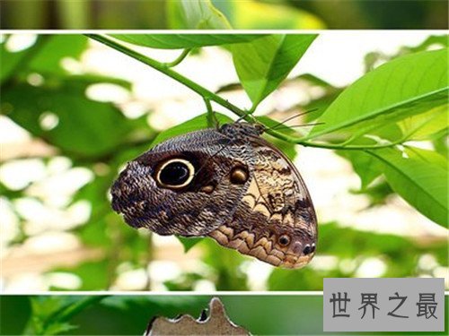世界十大最恐怖的昆虫，被它咬一口足以致命