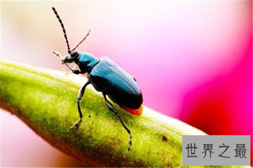 世界十大最恐怖的昆虫，被它咬一口足以致命