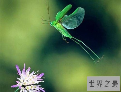 世界十大最恐怖的昆虫，被它咬一口足以致命