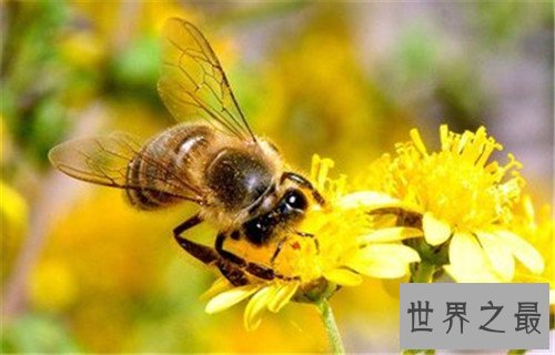 世界十大最恐怖的昆虫，被它咬一口足以致命