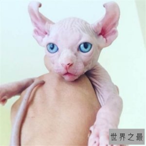 ​世界十大最奇异的猫，这些猫咪绝对会惊掉你的下巴！