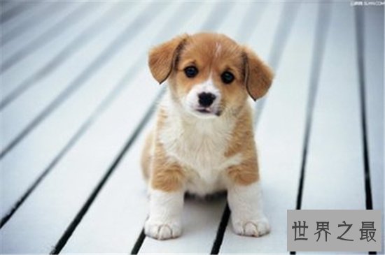 属狗的今年多大年龄才是时运最旺的年龄 属狗人桃花运为什么这么好