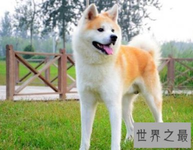 ​全球最耐寒的十种狗狗，其中有您家的爱犬吗？