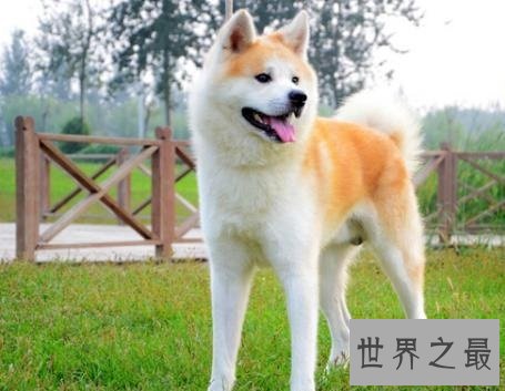 全球最耐寒的十种狗狗，其中有您家的爱犬吗？