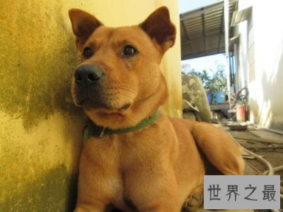 ​十大便宜好养的狗狗排行，有没有你想养的狗狗？