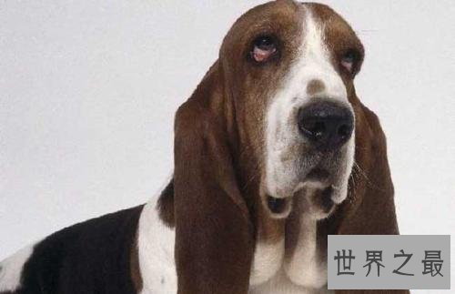 十大便宜好养的狗狗排行，有没有你想养的狗狗？