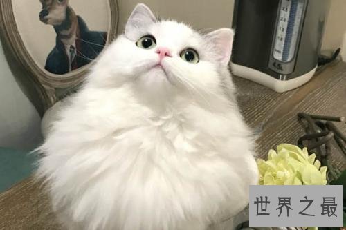 抖音十大宠物博主，你见过会说话的宠物吗？