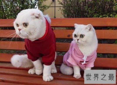 ​抖音十大宠物博主，你见过会说话的宠物吗？