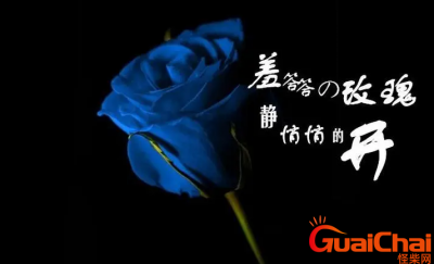 ​羞答答的玫瑰静悄悄地开歌词是什么？羞答答的玫瑰静悄悄地开歌词完整版