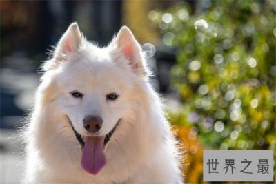 ​宠物狗排名，最受欢迎的狗狗排行（温顺，适合家养）